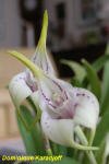 masdevallia _coriaceaDK2.jpg